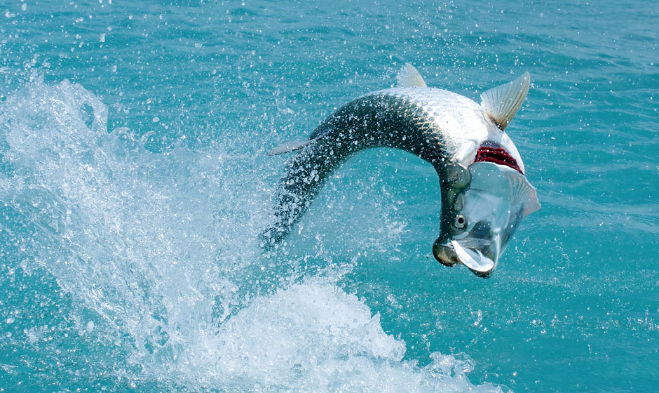 Tarpon Challenge