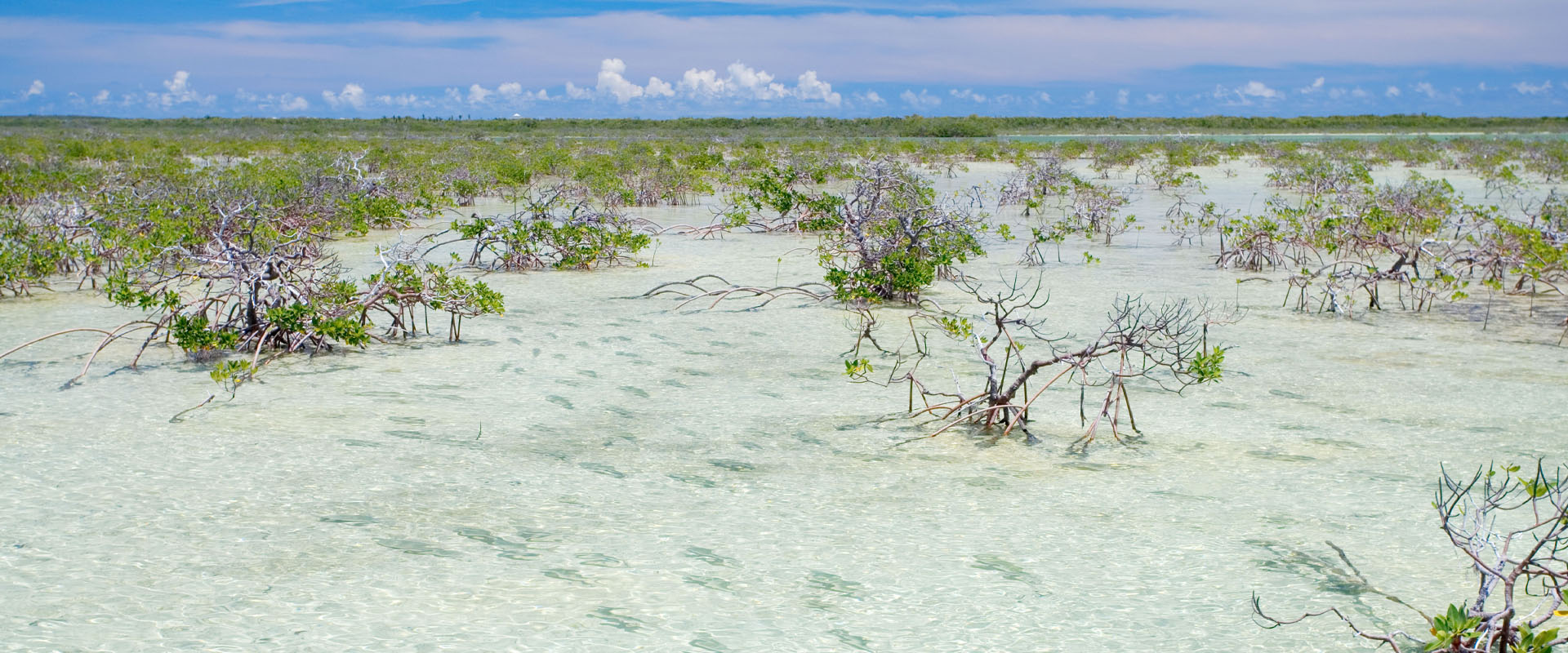 Bonefish Challenge Bahamas