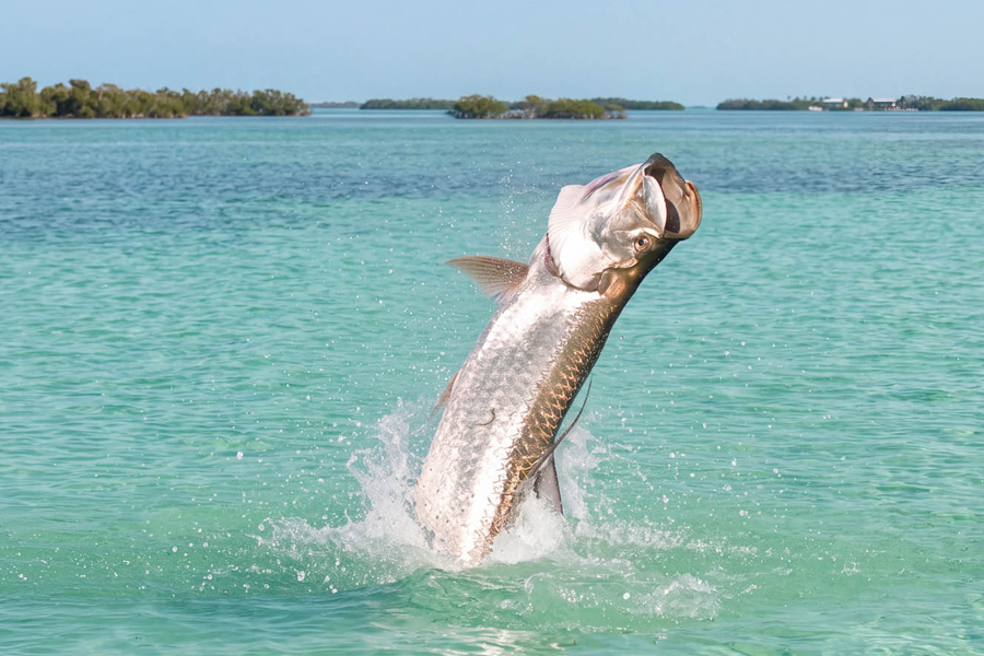 Fliegenfischen auf Tarpon