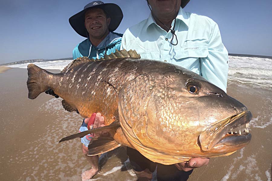 African Beaches Cubera Snapper