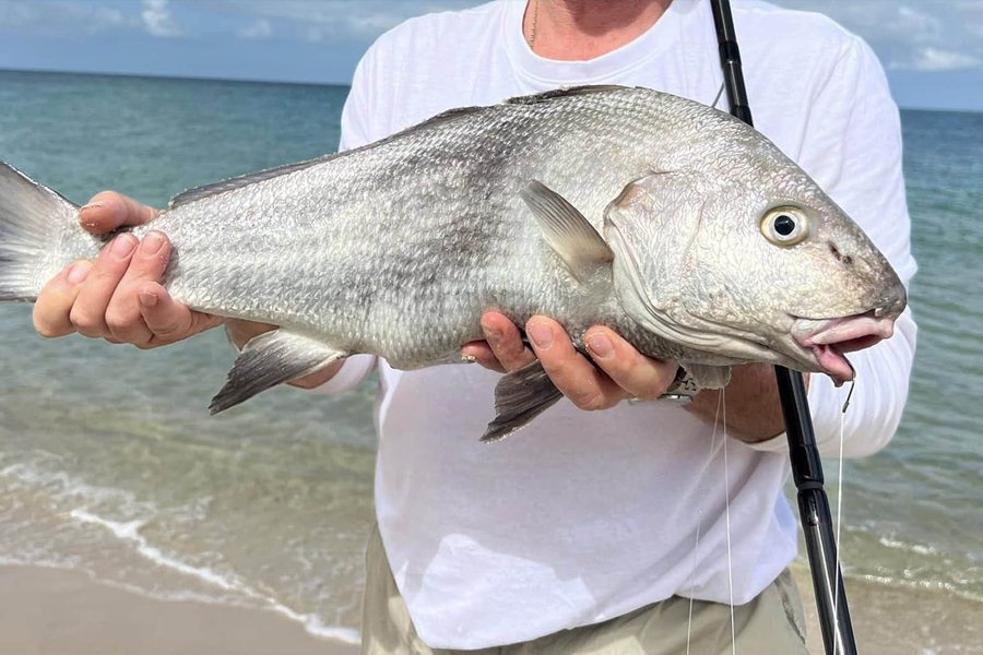 African Beaches Corvina