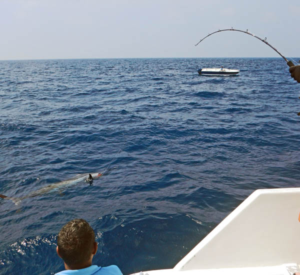 Big Game Angeln auf Marlin