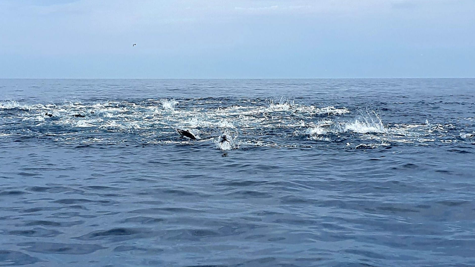 Fliegenfischen auf Thunfische in Zypern