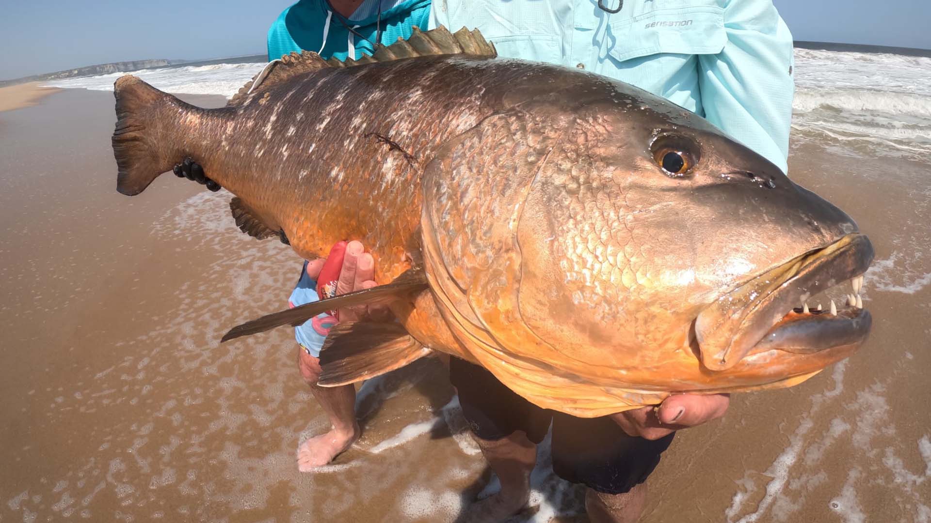 Fliegenfischen und Spinnfischen mit Topwater Lures auf Cubera Snapper 
