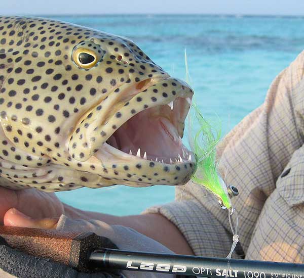 Fliegenfischen im Salzwasser