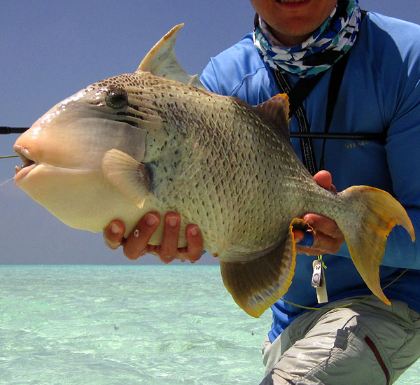 Fliegenfischen auf große Drückerfische