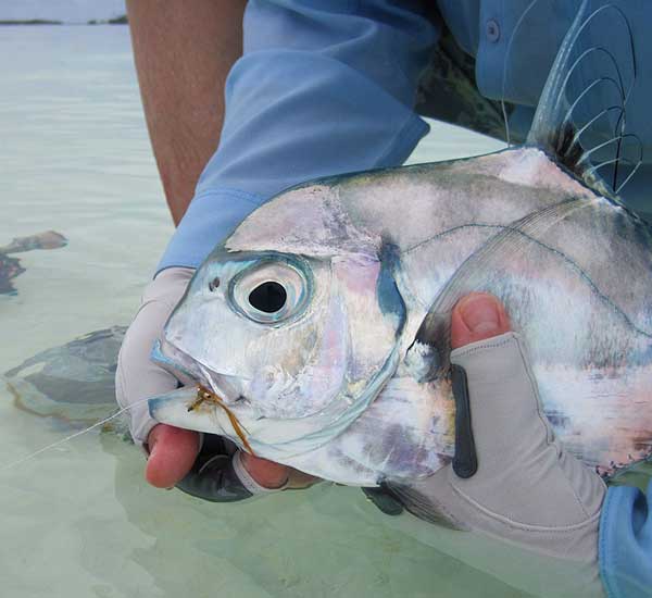 Fliegenfischen im Salzwasser