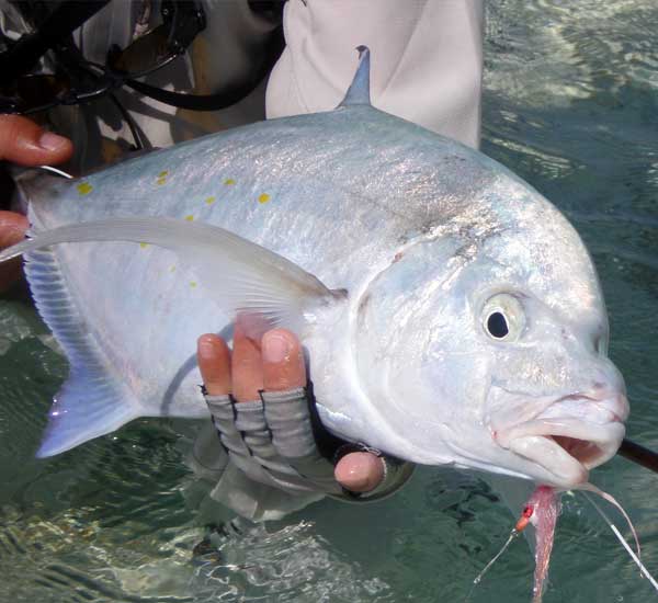 Yellowspotted Trevally auf Fliege