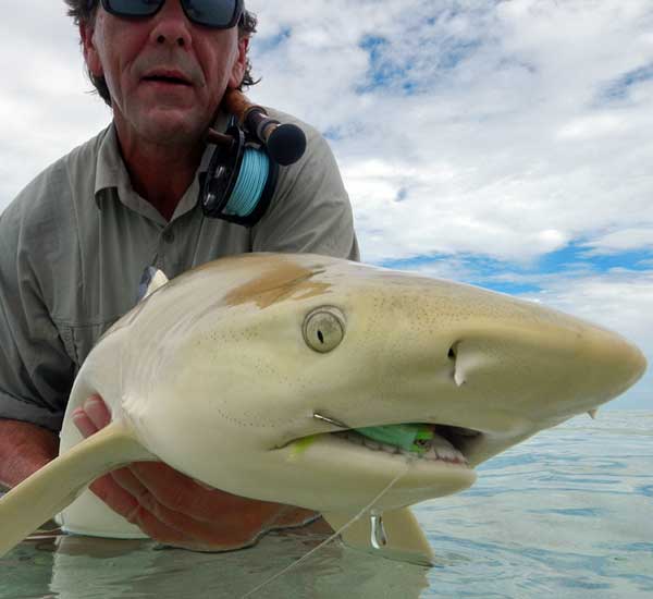 Fliegenfischen auf Hai