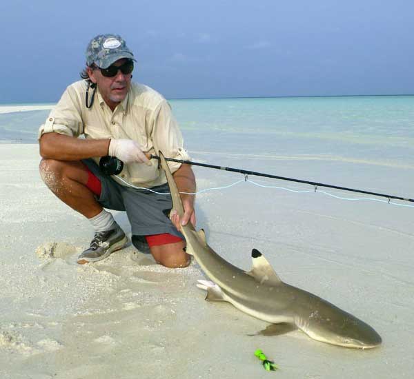 Fliegenfischen auf Haie
