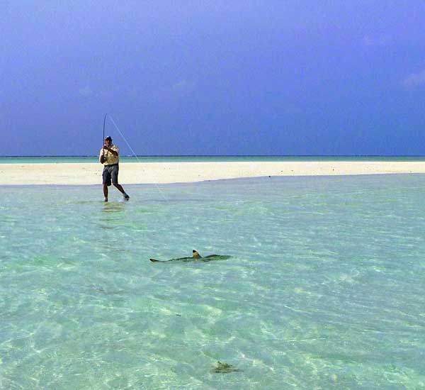 Fliegenfischen auf Haie