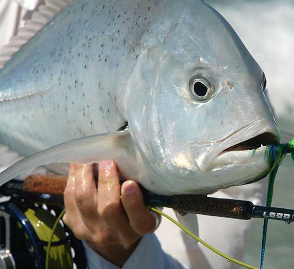 Fliegenfischen auf GT