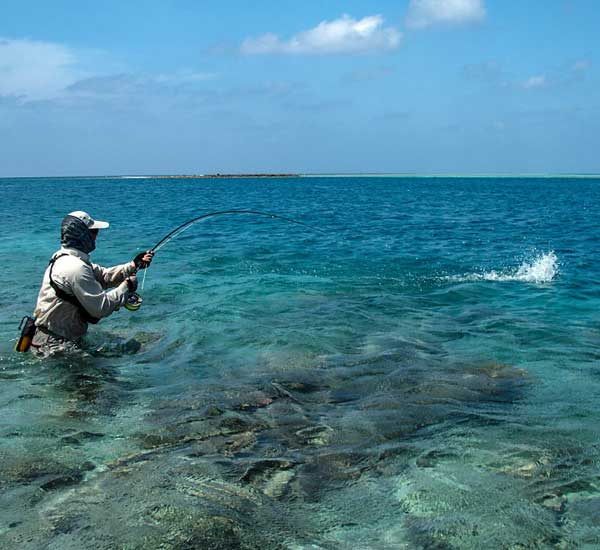 Fliegenfischen auf Trevally