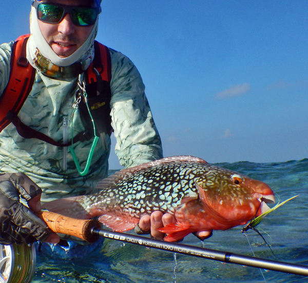 Fliegenfischen auf Parrot Fish