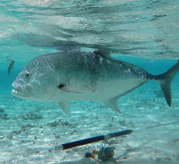 Spinnfischen mit Popper und Stickbait auf Giant Trevally, Thunfische, Snapper, Grouper und mehr.