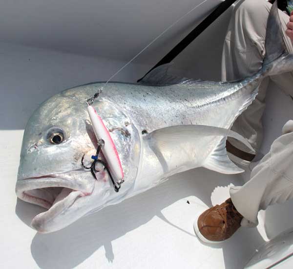 Spinnfischen mit Popper und Stickbait auf Giant Trevally, Thunfische, Snapper, Grouper und mehr.
