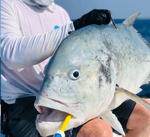 Spinnfischen mit Popper und Stickbait auf Giant Trevally, Thunfische, Snapper, Grouper und mehr.