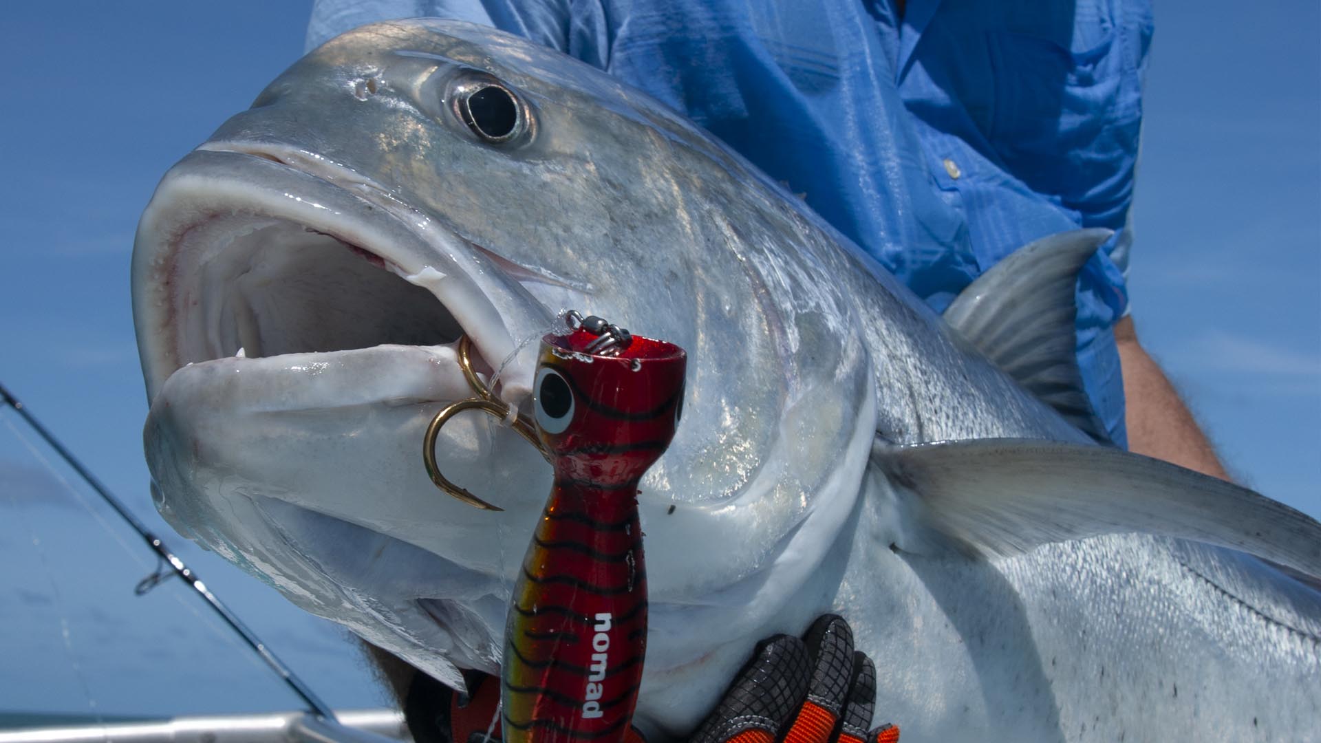 Popperfischen auf Giant Trevally
