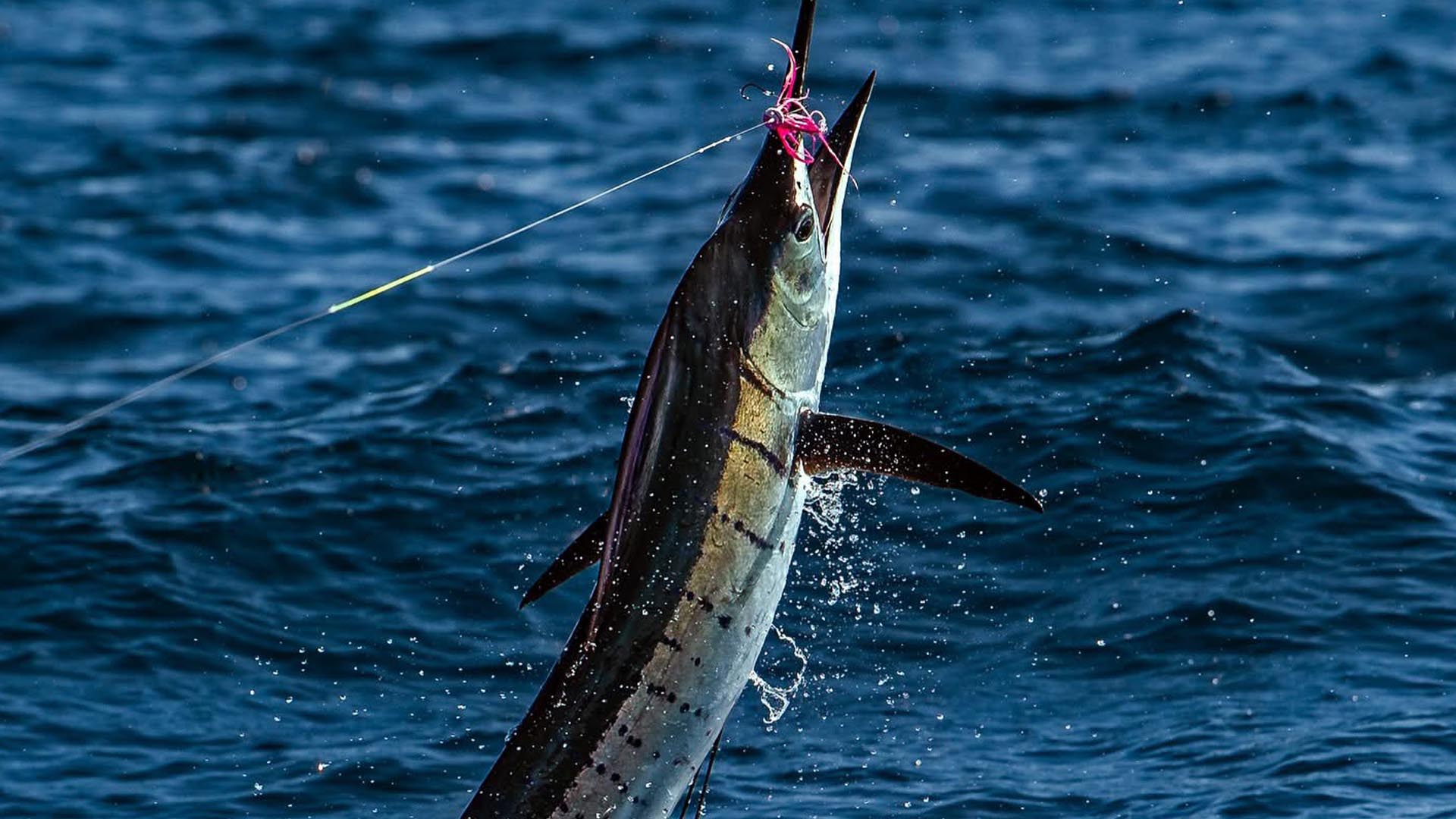 Fliegenfischen auf Sailfish