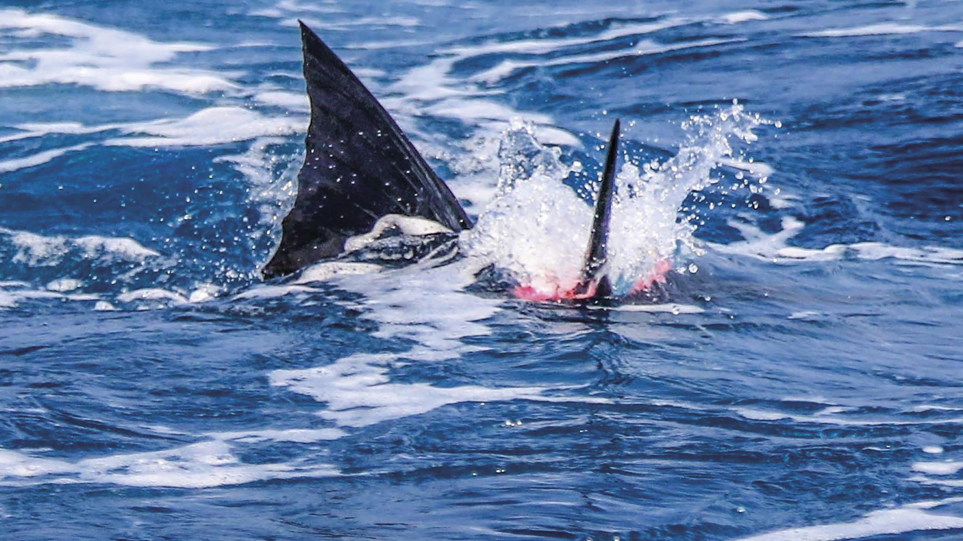 Mit der Fliege auf Segelfische 