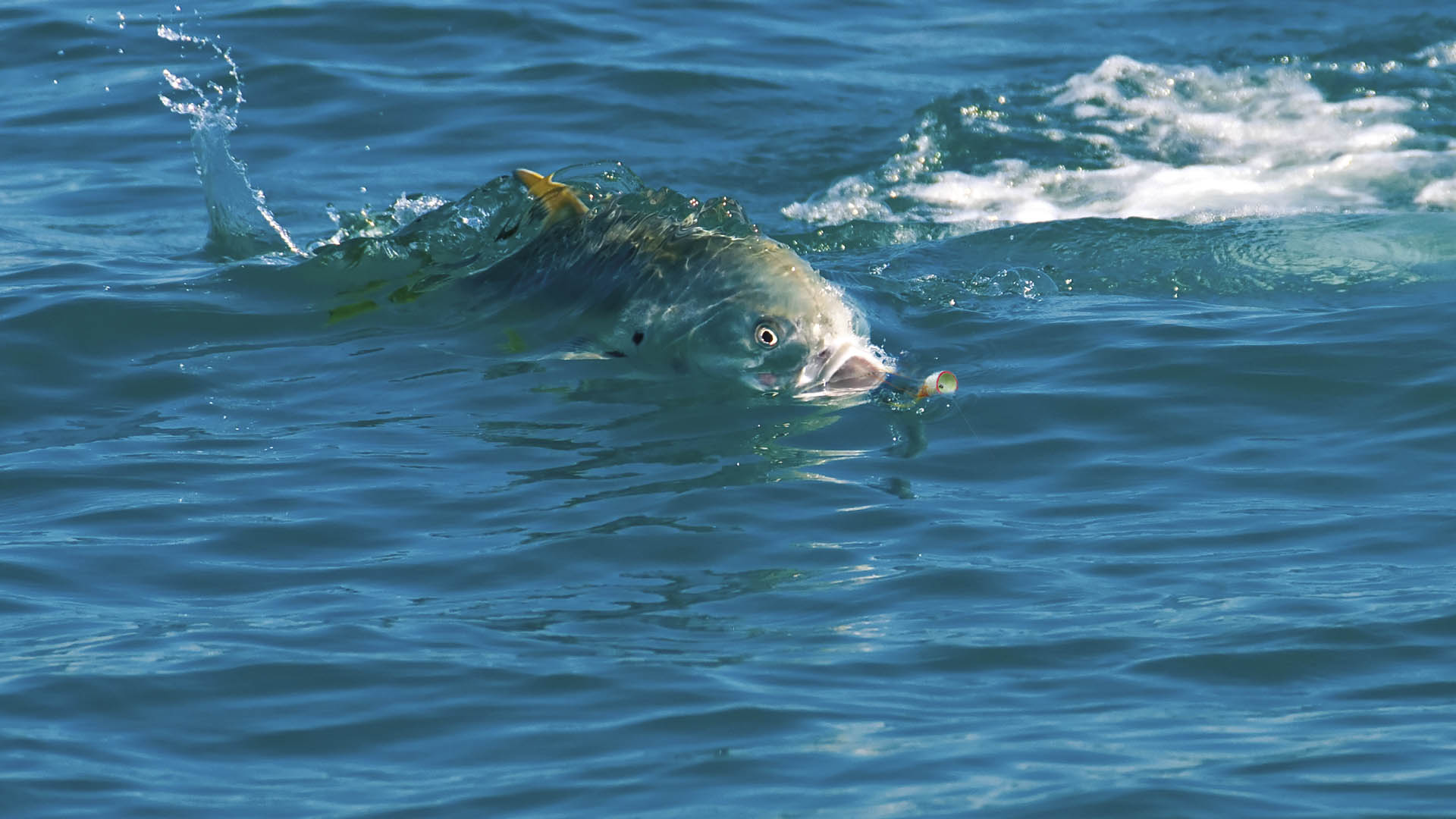 Das ultimative Angelabenteuer mit Wildfins 