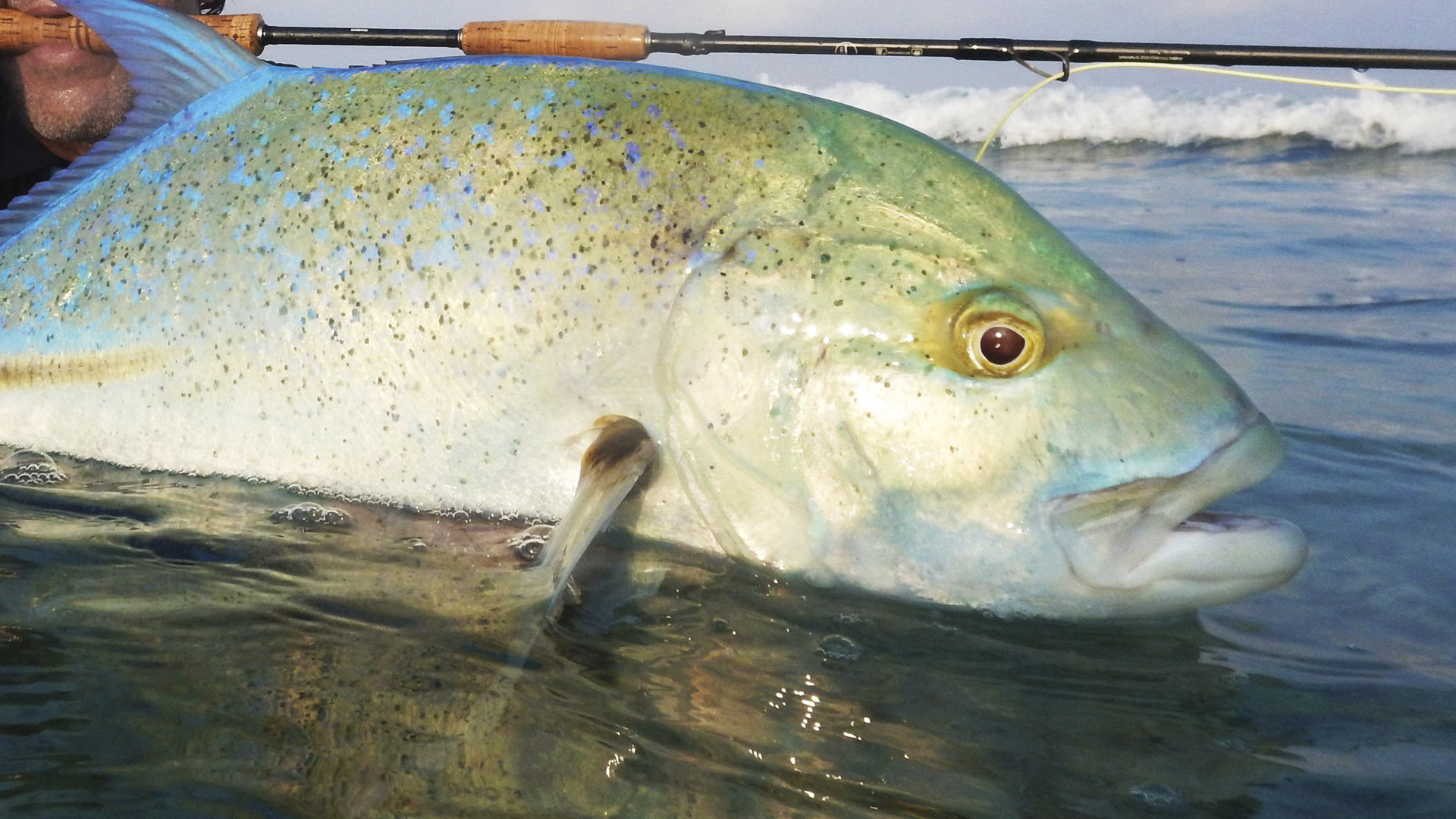 Fliegenfischen auf Bluefin Trevally