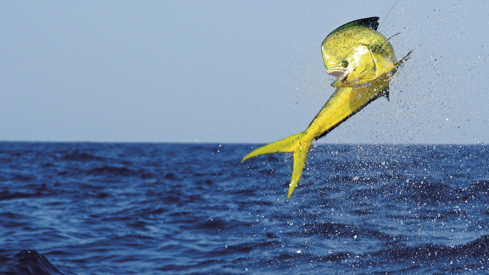 Fliegenfischen auf Mahi Mahi