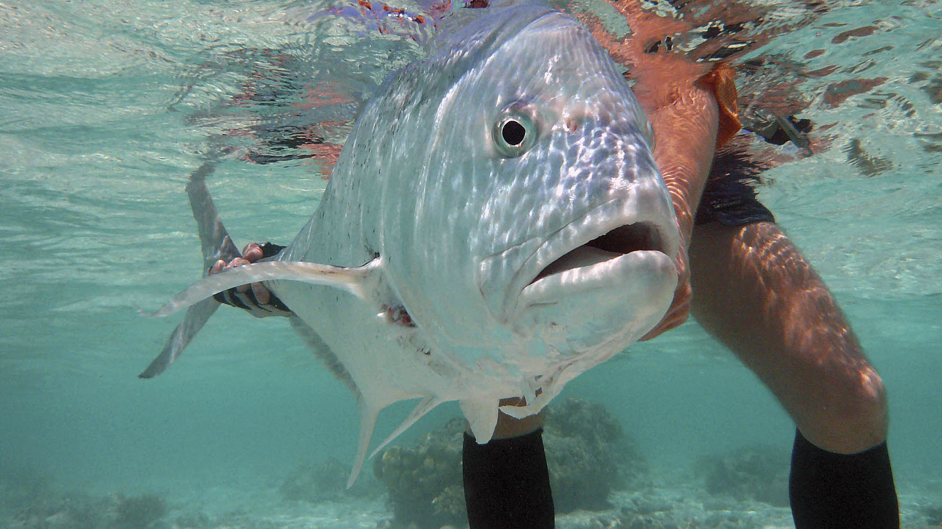Fliegenfischen und Spinnfischen auf Giant Trevally 