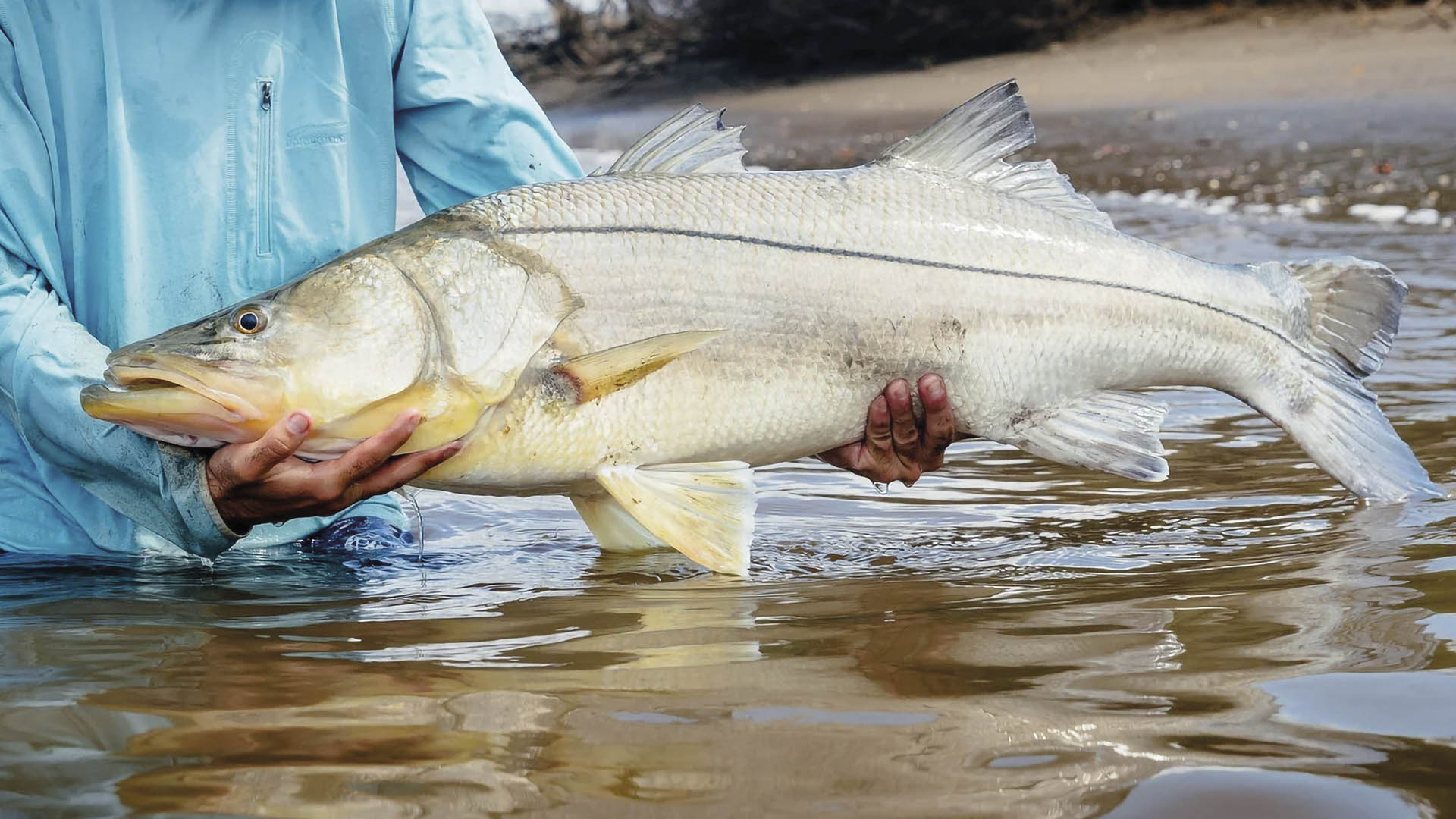 Fliegenfischen auf Snook